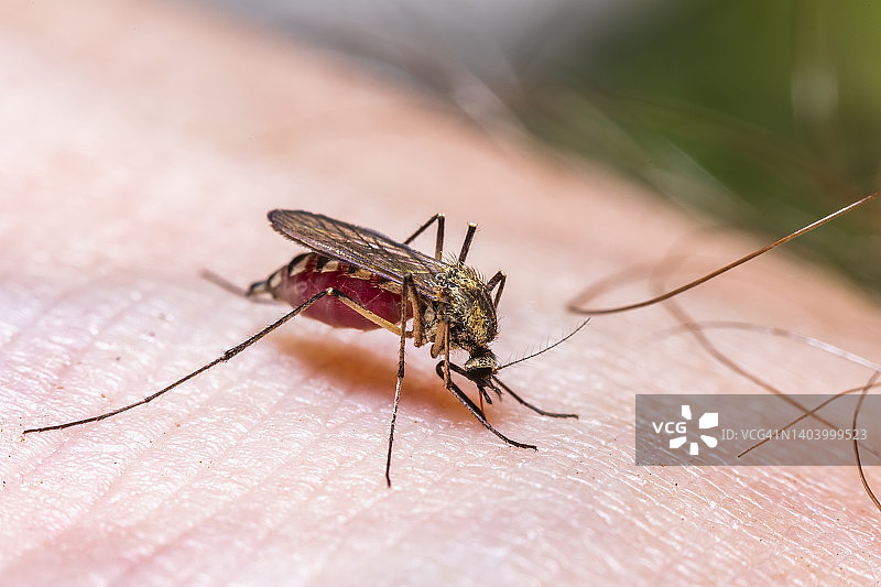家蚊在人皮肤上吸血图片素材