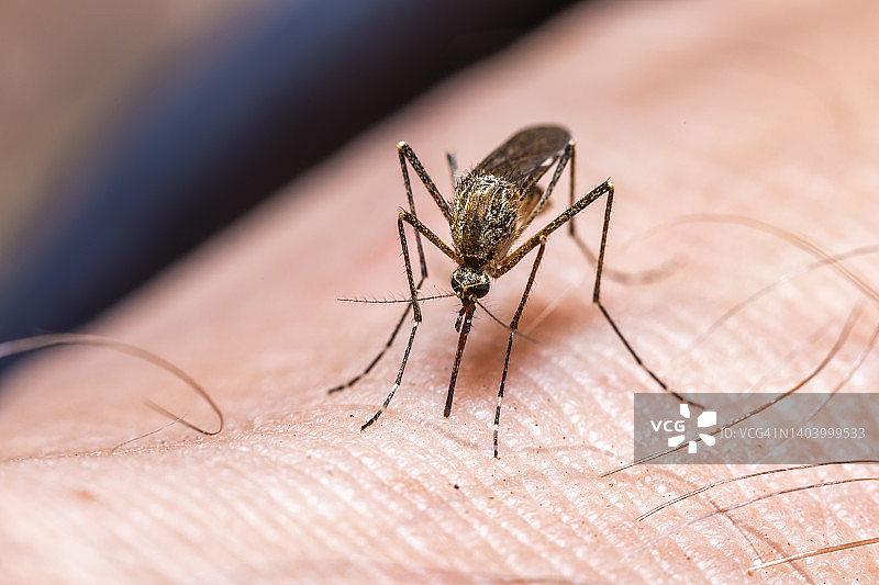 家蚊在人皮肤上吸血图片素材
