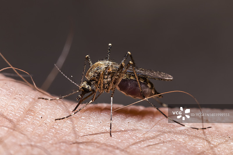 家蚊在人皮肤上吸血图片素材
