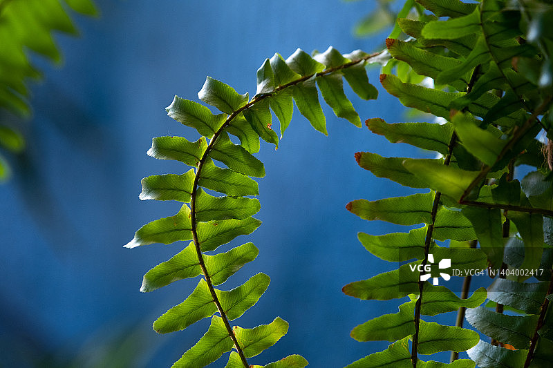 室内花盆中的肾蕨叶，绿色背景图片素材