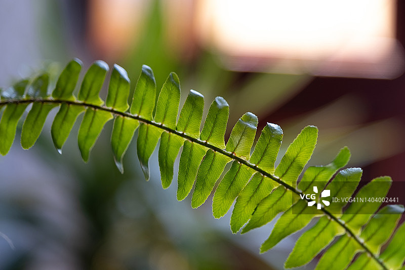 室内花盆中的肾蕨叶，绿色背景图片素材