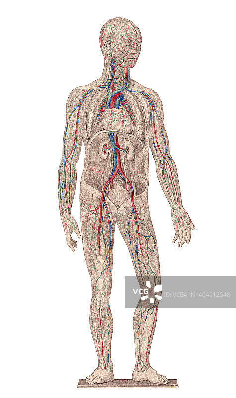 人体血流的彩色石印插图图片素材