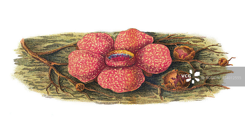 老式彩色石印插图：寄生植物 - 尸花或巨型大王花图片素材