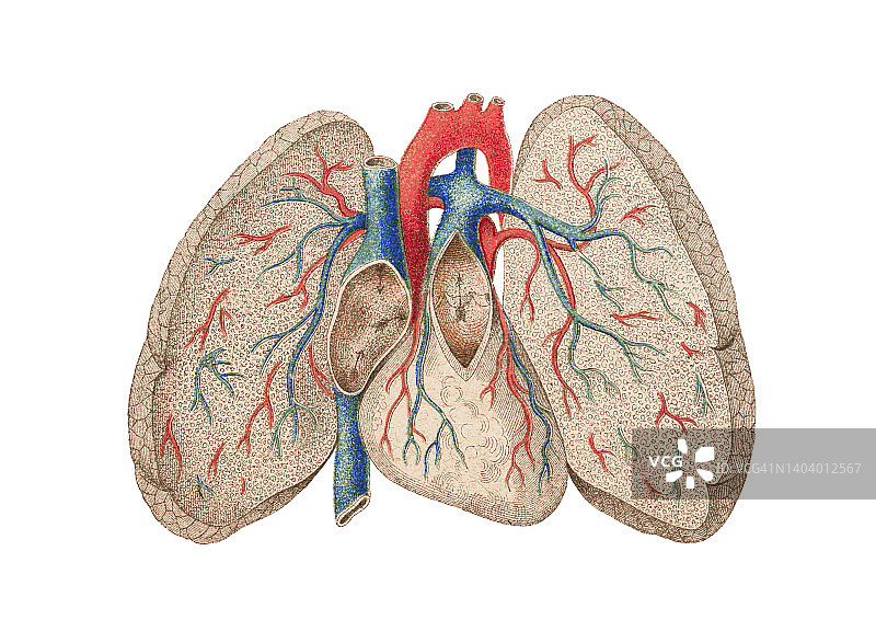 人体血流的彩色石印插图图片素材