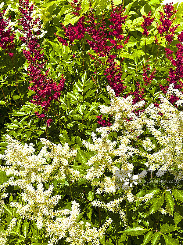绿叶上的红白花朵图片素材