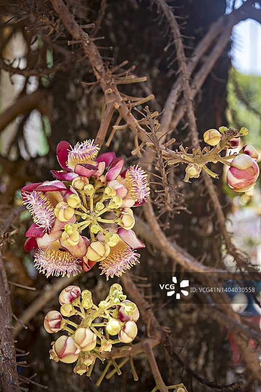 炮弹果的花，学名：Couroupita guianensis图片素材