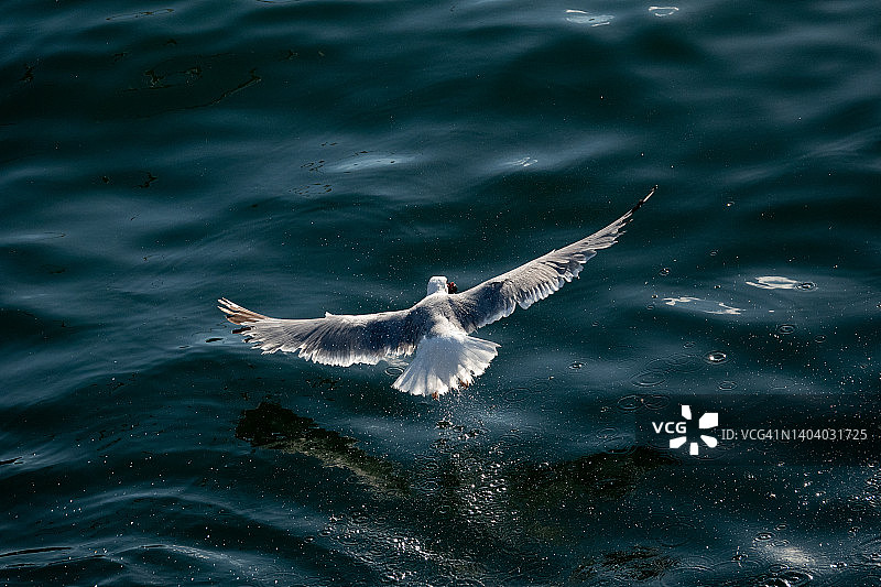 海鸥在海上飞翔的俯视高角度照片，美丽的白色鸟儿飞走，自由概念图片素材