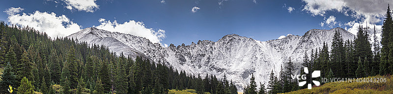 雪山背景下的松树林图片素材