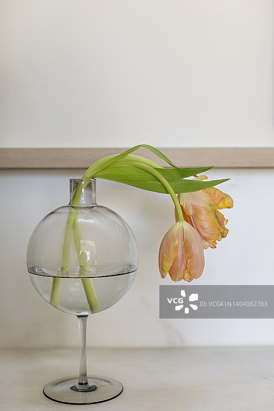 小花瓶里的两朵郁金香图片素材