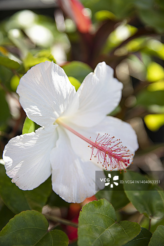 白色芙蓉花图片素材