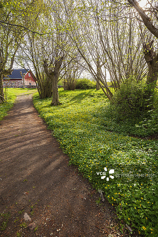 奥兰群岛阳光明媚的春天，繁茂的小树林里盛开着白色银莲花和黄色毛茛花，还有小路和古老的牛棚图片素材