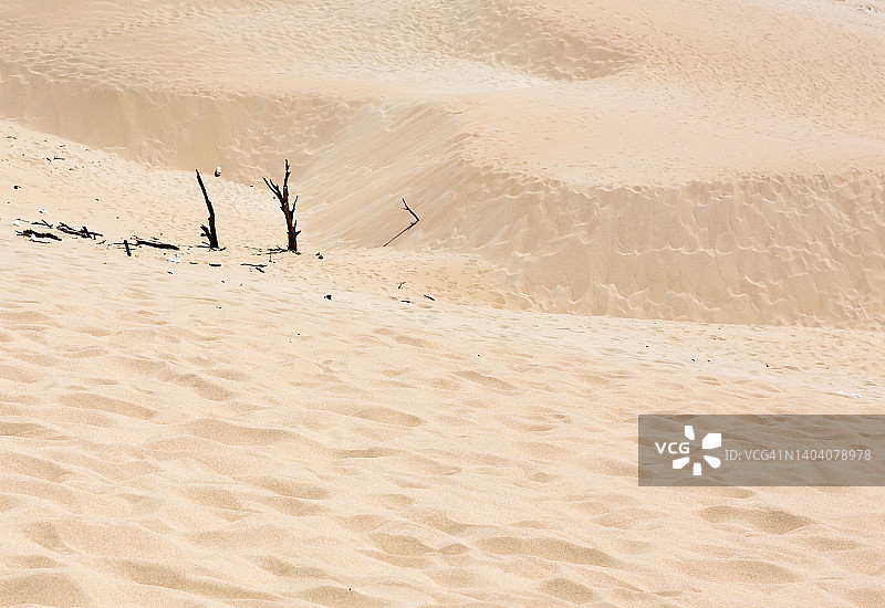 掩埋在沙中的老树图片素材