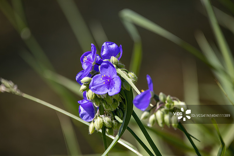紫露草图片素材