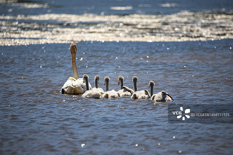 大号天鹅家庭图片素材