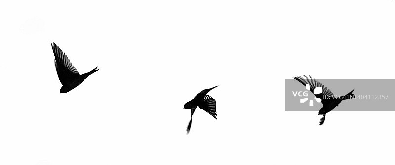 三只飞鸟轮廓剪影图片素材
