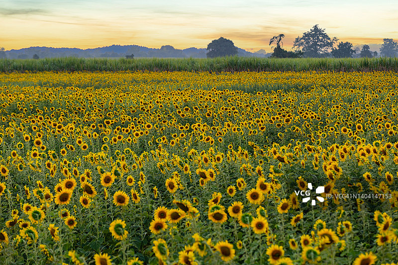 春季田野中美丽的向日葵，以及在泰国华钦里向日葵田的广阔向日葵植物图片素材