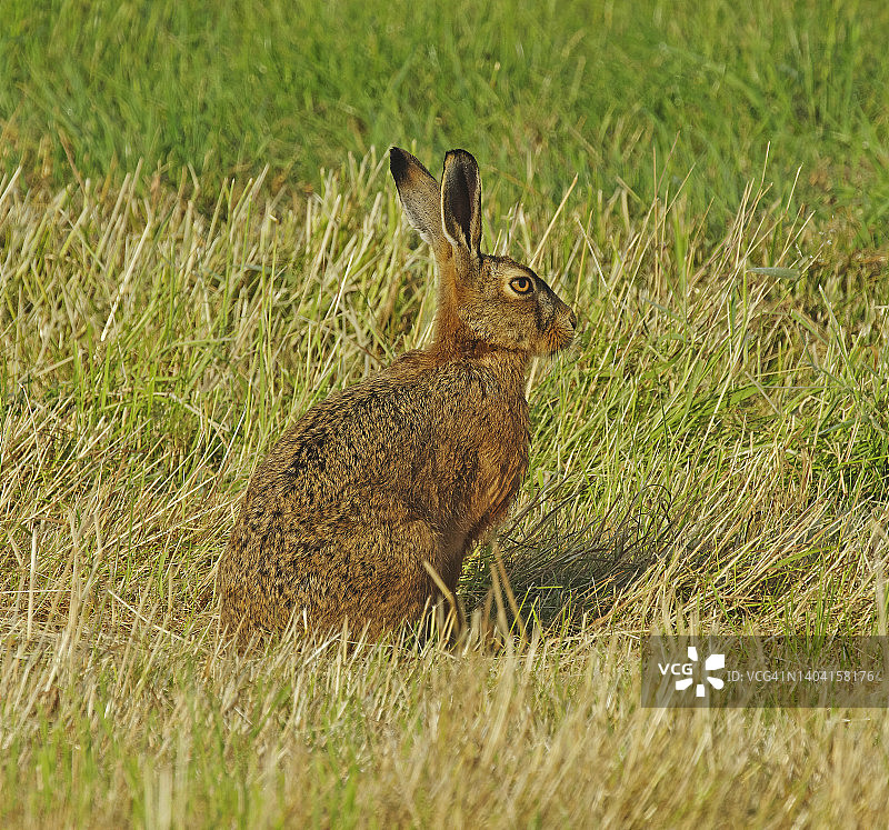兔子(Lepus europaeus)图片素材