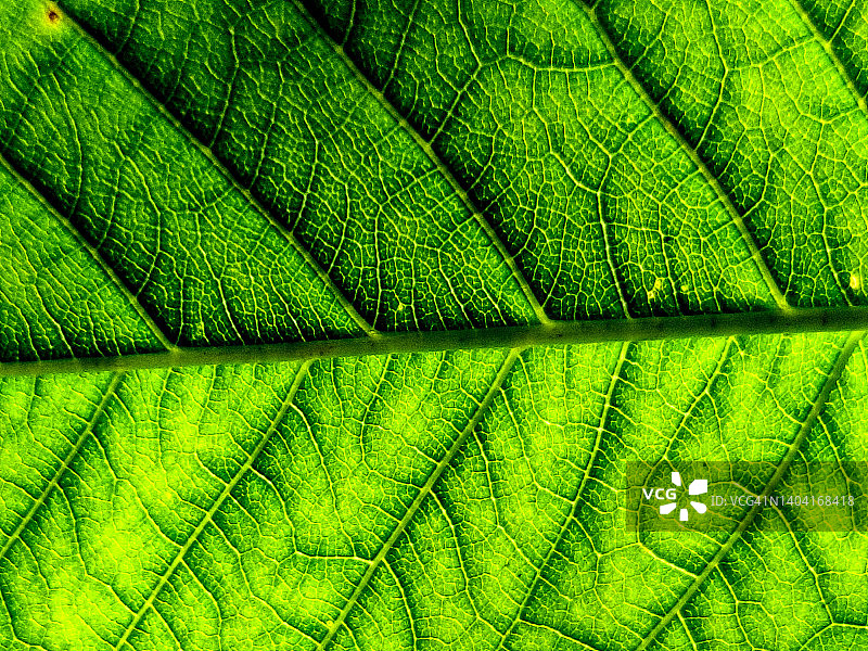 叶片细节图片素材