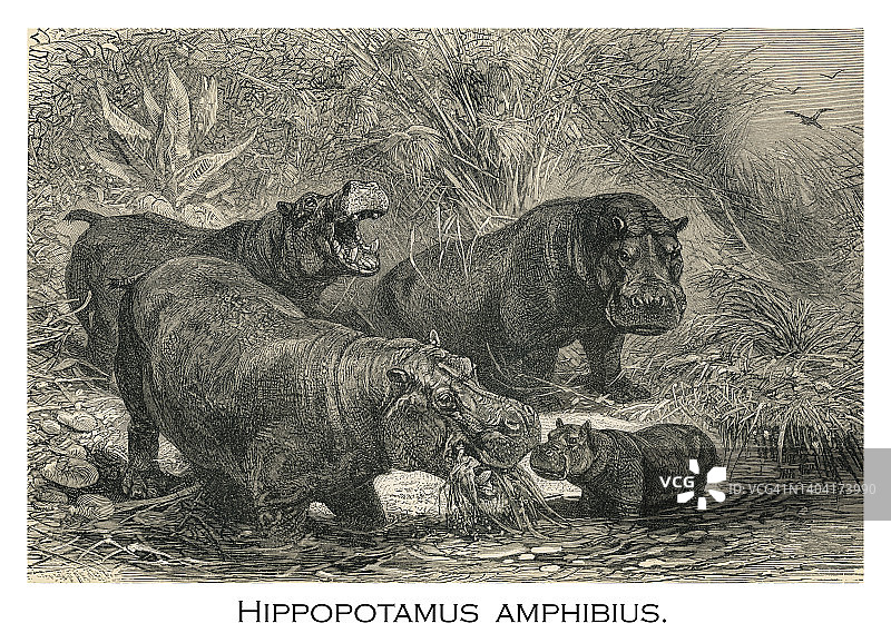 河马复古雕刻插图图片素材