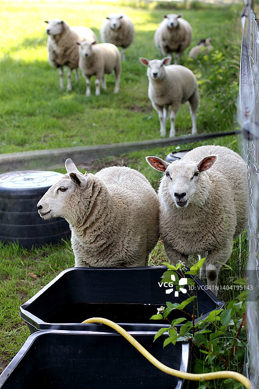 荷兰农作物和农场动物图片素材