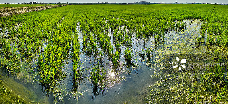 意大利伦巴第帕丹平原的稻田图片素材