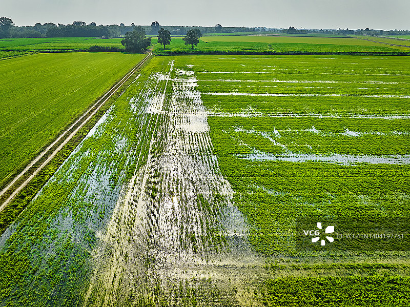 意大利伦巴第帕丹平原的稻田图片素材