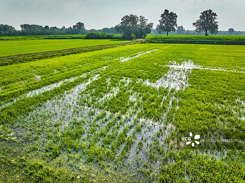 意大利伦巴第帕丹平原的稻田图片素材