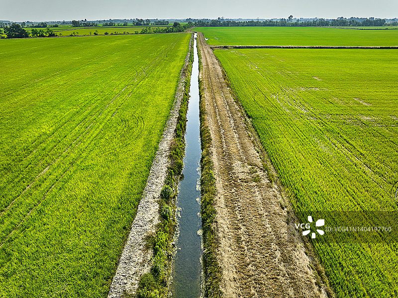 意大利伦巴第帕丹平原的稻田图片素材