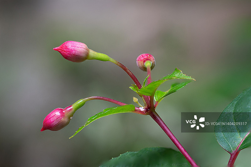 倒挂金钟花蕾图片素材