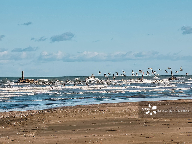 海滩上的鸟儿图片素材