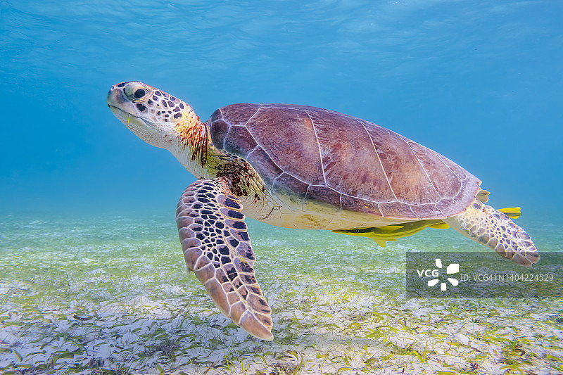 加勒比海绿海龟-阿库玛尔湾-玛雅里维埃拉/科祖梅尔，墨西哥金塔纳罗奥图片素材