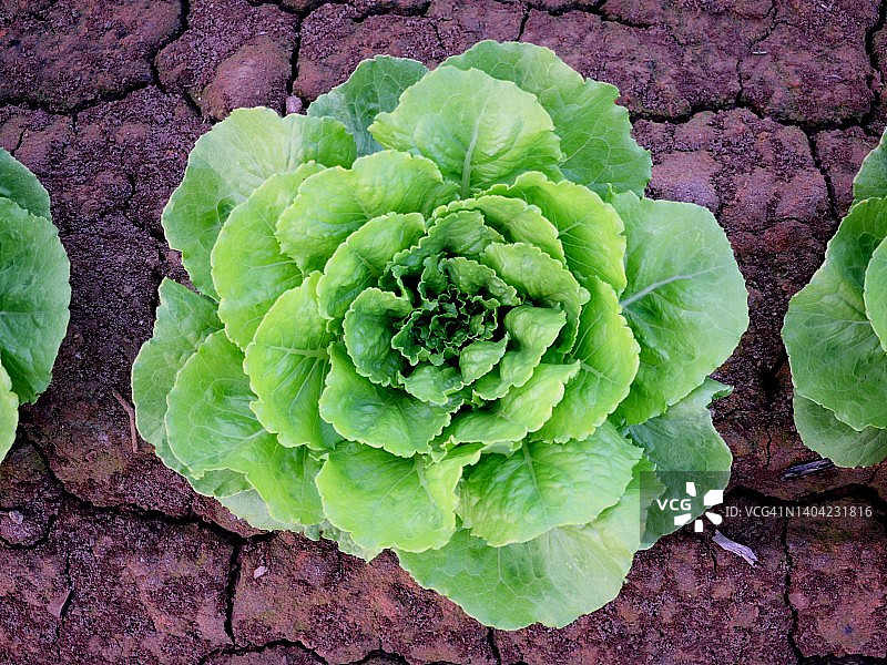 生菜耕地图片素材