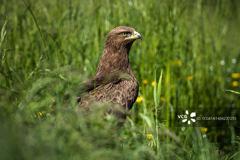 小斑鹰图片素材
