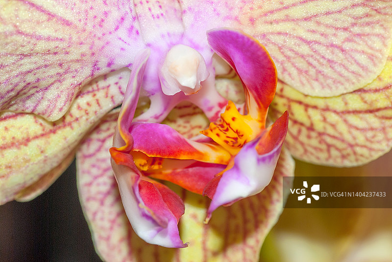 粉色和黄色兰花图片素材