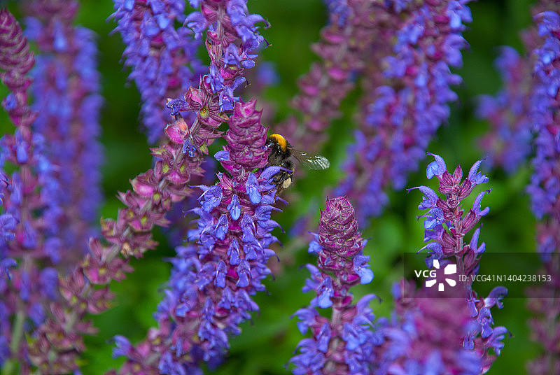熊蜂在鼠尾草花上图片素材