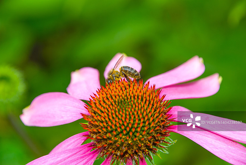 松果菊上的蜜蜂图片素材