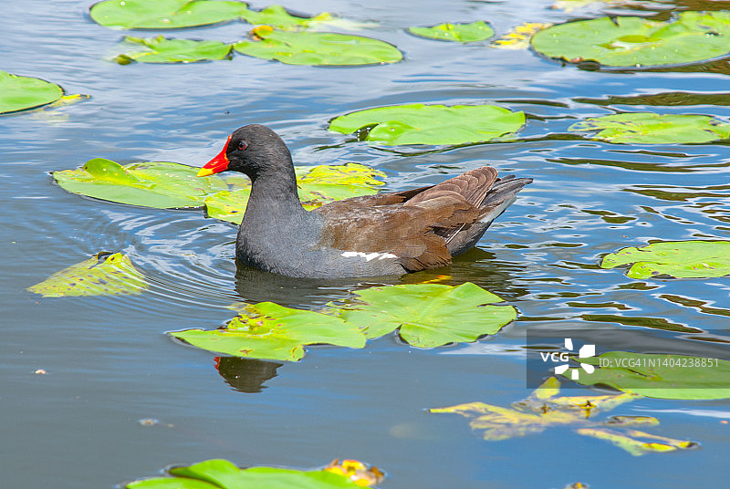 雌红松鸡图片素材