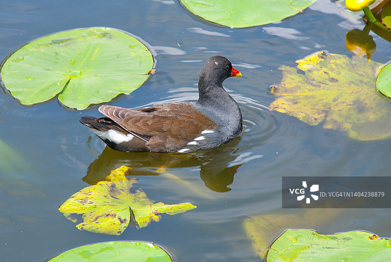 雌红松鸡图片素材