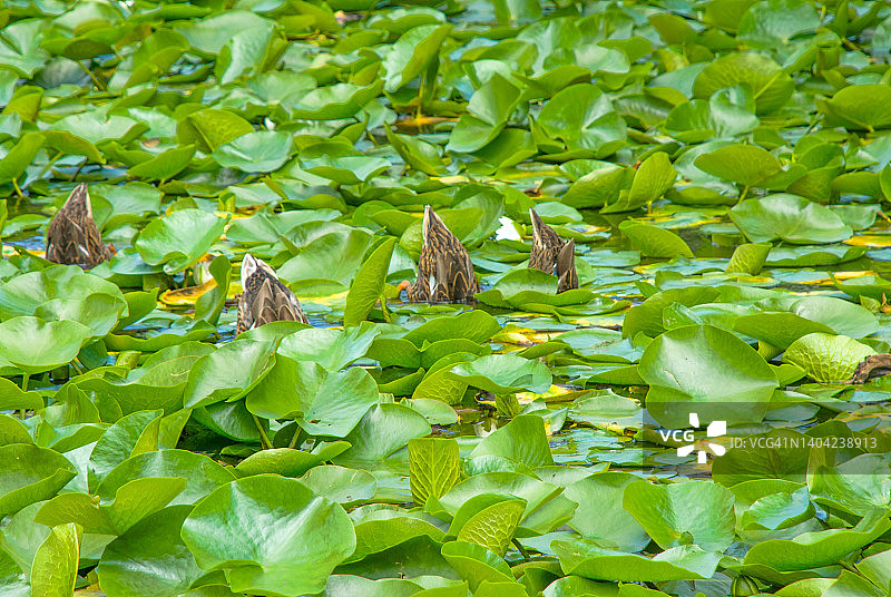 绿头鸭图片素材