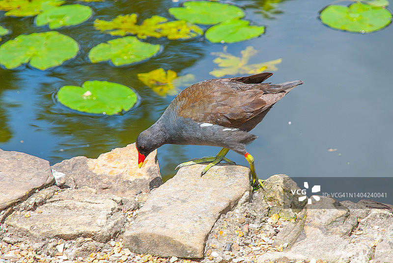 雌红松鸡图片素材