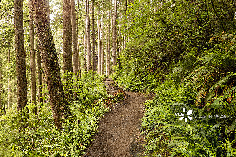 奥斯瓦尔德西部州立公园徒步小径图片素材