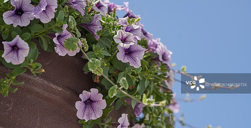 花葵属图片素材