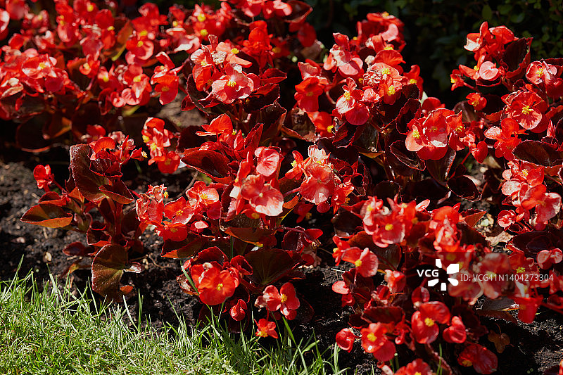 球海棠图片素材