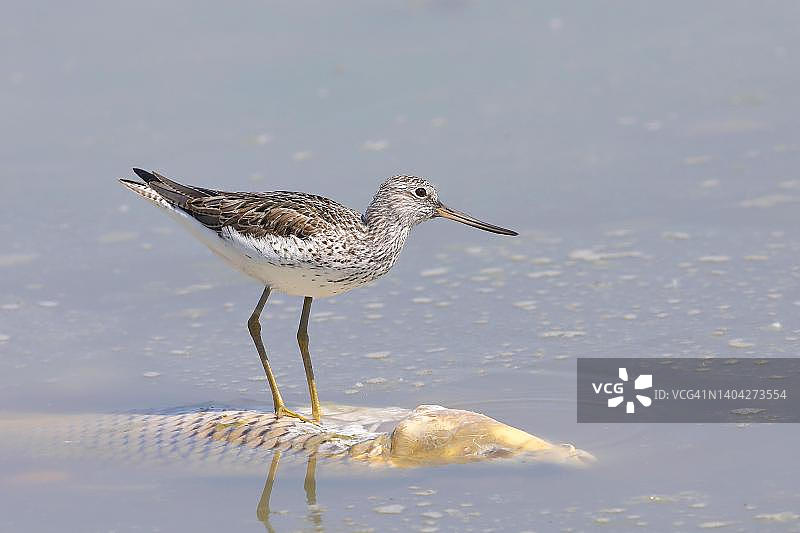 泽鹬站在浅水死鲤鱼上，奥地利布尔根兰州新锡德尔湖国家公园Ziggsee图片素材