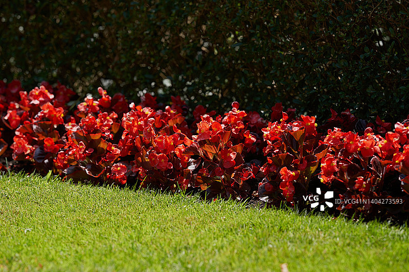 红色球棒秋海棠图片素材