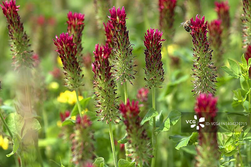 深红车轴草，德国巴伐利亚图片素材