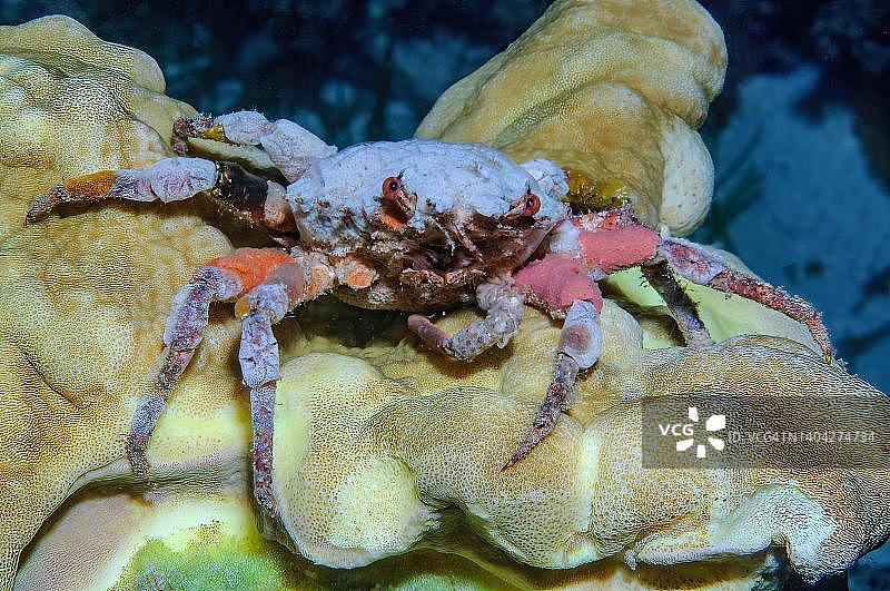蟹，伪装蟹（Hyastenus）用海绵伪装自己，太平洋，菲律宾维萨亚斯图片素材