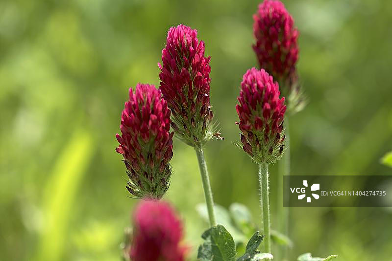 深红车轴草，德国巴伐利亚图片素材