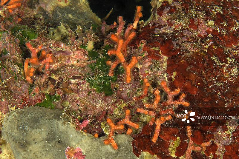 地中海柳珊瑚，戈佐岛，马耳他图片素材