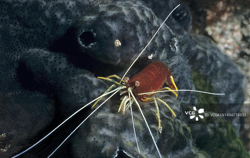 太平洋菲律宾群岛清洁虾图片素材